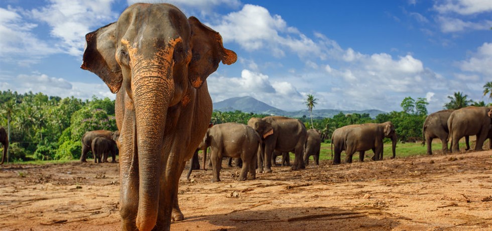 Offre à Durée Limitée** Jusqu'à -260 € ! Sri Lanka Passionnément