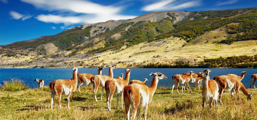 Exclusif Rive Gauche -500 €/pers** ! Patagonie & Terres Australes - 21 jours