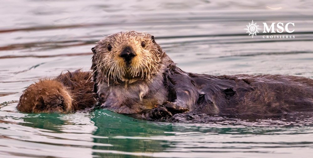 NOUVEAUTE Vols inclus Croisière Merveilles de l'Alaska