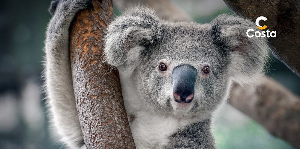 Vols inclus Nouveau Tour du Monde 2026 : Asie, Australie, Polynésie  - jusqu’à 1 500 € de crédit à bord OFFERTS**
