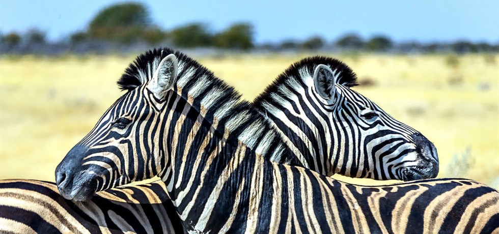 Réservez Tôt** -100 €/pers ! Afrique du Sud, Merveille Australe