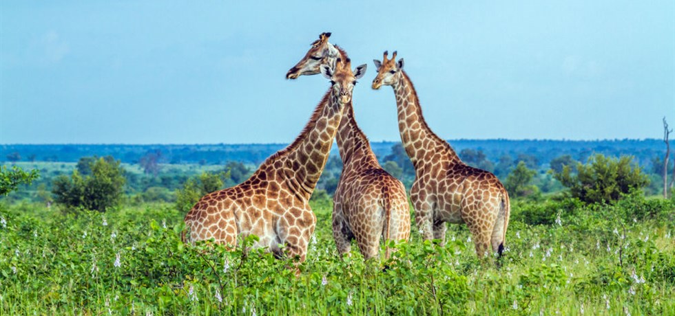 SPECIAL SAINT VALENTIN ! -100 € ** I LOVE AFRIQUE DU SUD